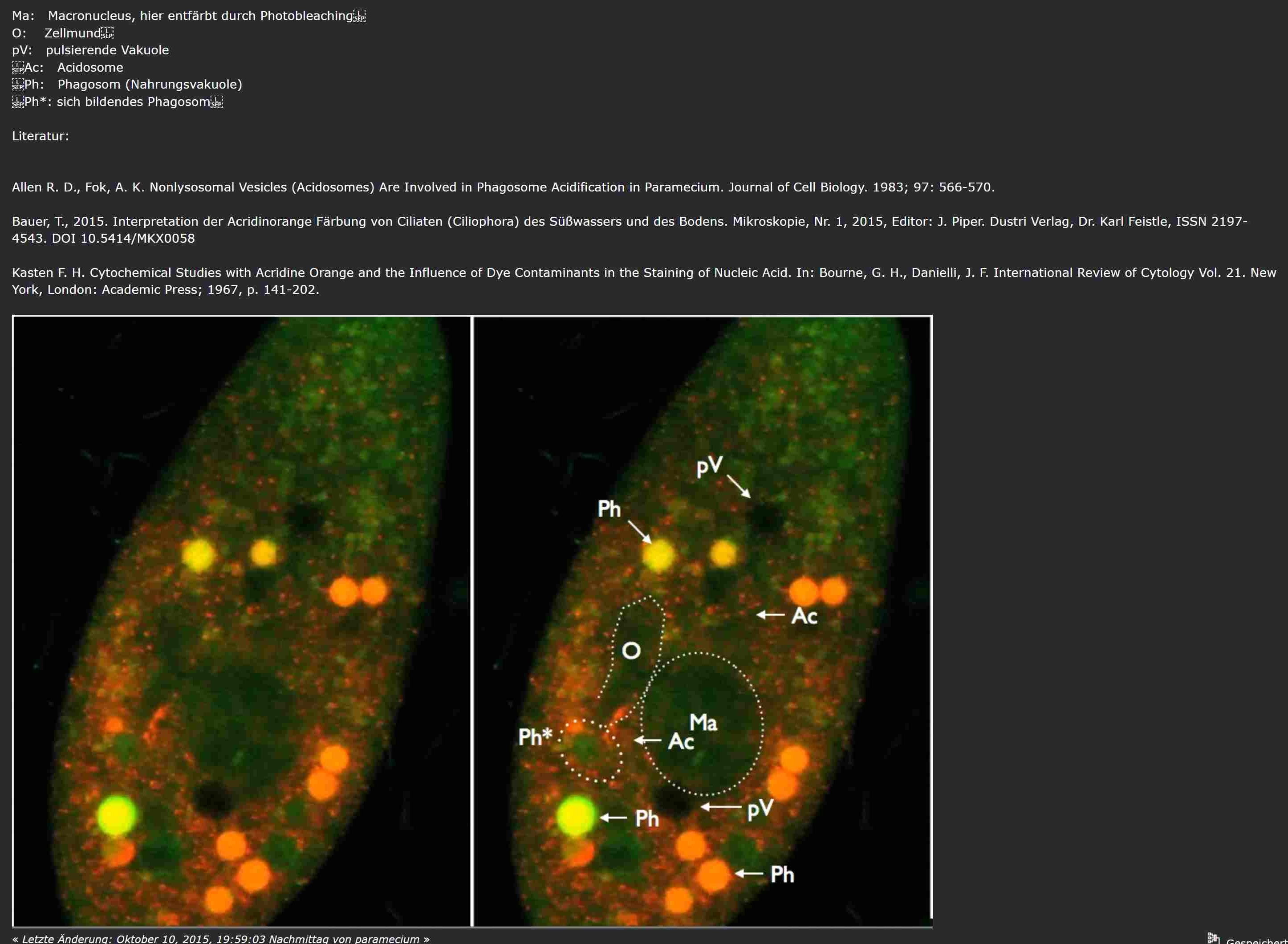 Paramecium Fluoreszenz 1